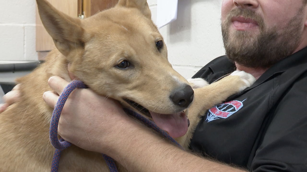 SPCA Serving Erie Co Overwhelmed Local Animal Control Centers Adopt spca-serving-erie-co-overwhelmed-local-animal-control-centers-adopt